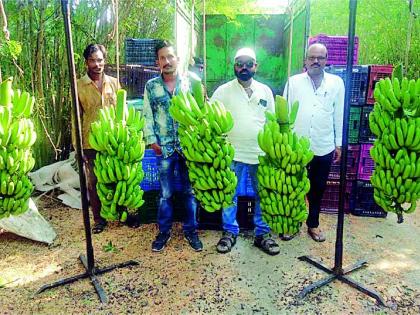 The yield of lakhs obtained from banana erosion | केळीच्या खोडव्यातून मिळविले लाखोंचे उत्पन्न