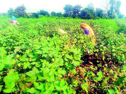 Cottonmode of cotton growers | रोजीच्या ओझ्याने कापूस उत्पादकांची कंबरमोड