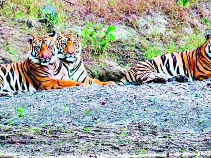 Tipeshwar Wildlife Sanctuary consists of 14 tigers | टिपेश्वर अभयारण्यात १४ वाघांचे वास्तव्य