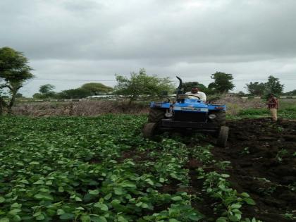 Anchor rotates on Kotamgavi soybean! | कोटमगावी सोयाबीनवर फिरवला नांगर !