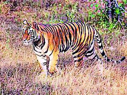 The mystery of the tiger's scope in the village | खेड्यात वाघाच्या दहशतीचे गूढ