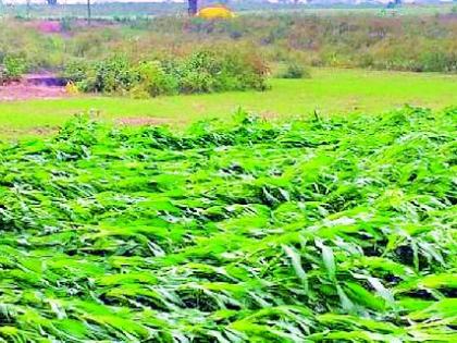 Early rains hit Rabi, crops threatened | अवकाळी पावसाचा रबीला तडाखा, पिके धोक्यात