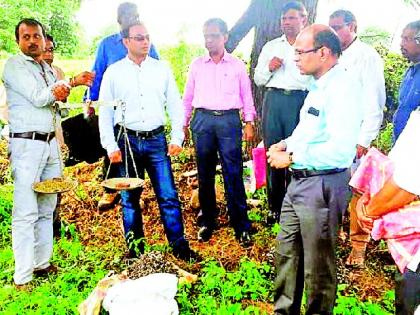 District collector for crop harvesting | पीक कापणीसाठी जिल्हाधिकारी प्रत्यक्ष शेतात