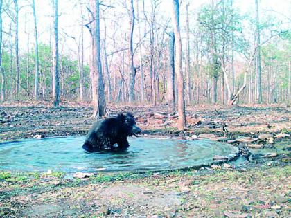 The water of the Bor tiger quenched the thirst, the wild animals stopped coming to the village! | बोर व्याघ्रतील पाणवठ्यांनी तहान भागली, वन्यप्राण्यांची गावाकडे येणारी धाव थांबली!