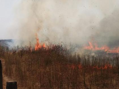 In the fire 25 acres of crop was burnt in Gadchiroli district | गडचिरोलीतील अहेरीत लागलेल्या आगीत २५ एकर तुरीचे शेत भस्मसात