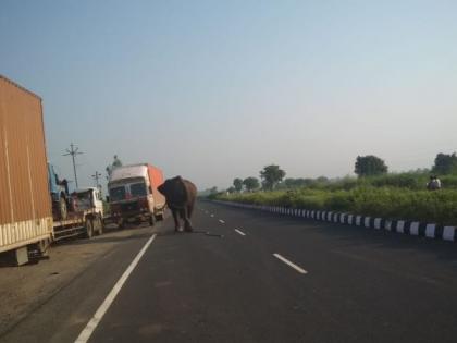 elephant hits Nagpur-Hyderabad highway; Woman killed, one injured | सैराट झालेल्या हत्तीमुळे नागपूर-हैदराबाद महामार्गावर पळापळ; महिला ठार, एक जखमी