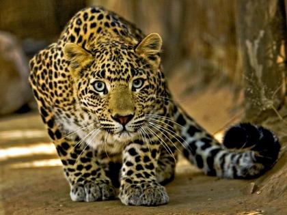 The nine-month-old baby boy was taken from the sleep by a leopard | नऊ महिन्याच्या बालकाला बिबट्याने झोपेतून पळविले