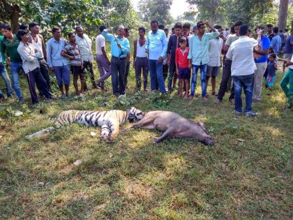 Tigress caught dead in electric wires in Gadchiroli | गडचिरोलीत विद्युत प्रवाहित तारांमध्ये अडकून पट्टेदार वाघीण ठार