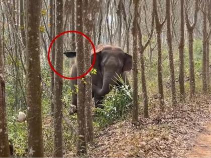 China wild elephant finds bag of drugs in forest watch viral video | हत्तीने शोधून काढली ड्रग्सने भरलेली बॅग, सोशल मीडियावर व्हिडीओ व्हायरल