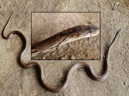 A rare Montane Smuggler snake found in Gaganbavada | Kolhapur: गगनबावड्यात आढळला दुर्मीळ ‘मॉण्टेनचा तस्कर’ साप, आर. आर. आबांच्या भाच्याने लावला शोध