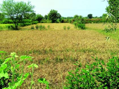 Say, this year, the rice crop is the best! bluff of Agriculture Department | म्हणे, यंदा धानाचे पीक उत्तम! कृषी विभागाचा जावईशोध