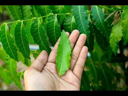 Health Tips : Chewing neem leaves on an empty stomach benefits control blood sugar level, acidity | सकाळी रिकाम्या पोटी कडूलिंबाची पाने खाऊन मिळतात हे जबरदस्त फायदे, वाचून व्हाल अवाक्...