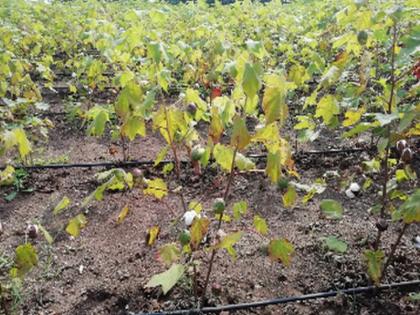 Cotton will end up in just two steps | अवघ्या दोन वेचणीत संपणार कापूस Cotton will end up in just two steps | अवघ्या दोन वेचणीत संपणार कापूस