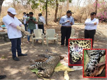 Anxious starving leopard dies in conflict with other wildlife animal in Aurangabad | भुकेने व्याकुळ बिबट्याचा अन्य वन्यप्राण्यांसोबतच्या संघर्षात मृत्यू