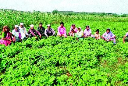 In the redfish stuck in the tribal lands | आदिवासींच्या जमिनी अडकल्या लालफितीत