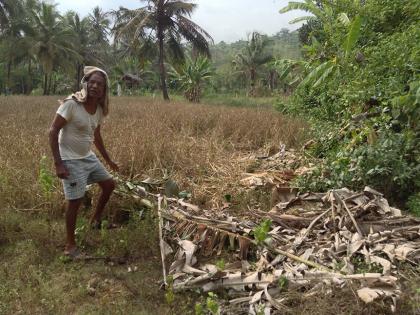 Elephants smoke in the paraololite orchards | पेरणोलीत गव्यांचा अन् माद्याळात हत्तींचा धुमाकूळ