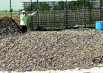 Salted turmeric has made the farmer rich | खारपाणपट्ट्यात हळदीने केले शेतकऱ्याला समृद्ध