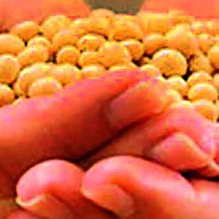 12 million soybean granaries available | सोयाबीन अनुदानाचे १२ कोटी उपलब्ध