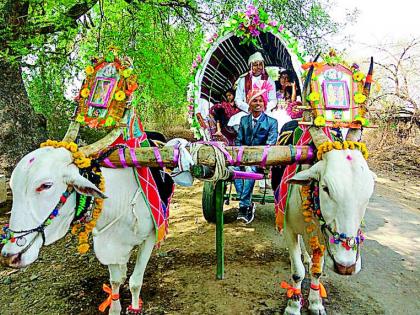 The young farmer's tradition of tradition, from the Varhadi bullock cart | युवा शेतकऱ्याने जपली परंपरा, वऱ्हाडी बैलगाडीतून