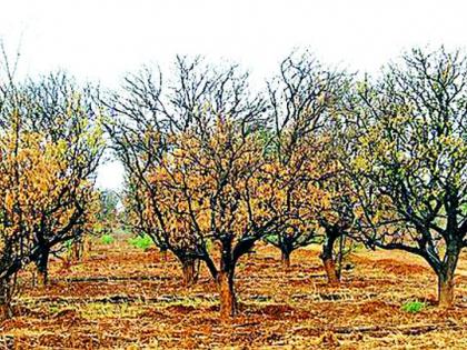 -Last lakhs of orange trees were read | -तर वाचली असती लाखभर संत्राझाडे