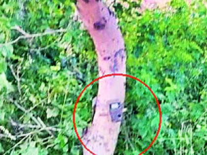 Trap cameras were launched in the university premises | विद्यापीठ परिसरात लागले ट्रॅप कॅमेरे Trap cameras were launched in the university premises | विद्यापीठ परिसरात लागले ट्रॅप कॅमेरे