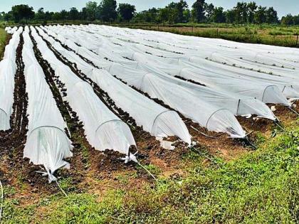 In Lakhani taluka, the paddy manufacturers are turning to experimental farming | लाखनी तालुक्यात धान उत्पादक वळतोय प्रयोगशील शेतीकडे In Lakhani taluka, the paddy manufacturers are turning to experimental farming | लाखनी तालुक्यात धान उत्पादक वळतोय प्रयोगशील शेतीकडे