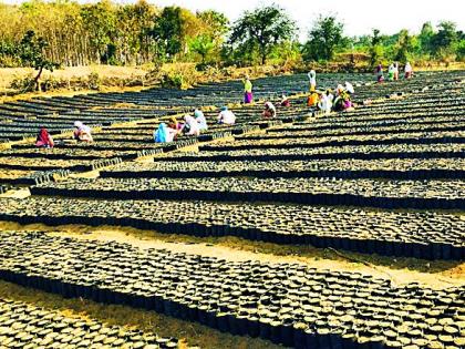 The question mark on the soil of the bird's three lakes | पिपराच्या तीन लक्ष रोपवाटिकेतील मातीवर प्रश्नचिन्ह