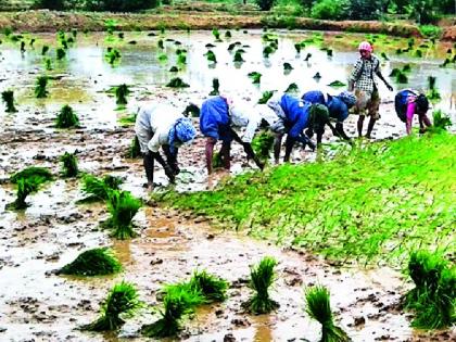 Determine planting costs and viability of production | लागवड खर्च आणि उत्पादनावर हमीभाव ठरवा