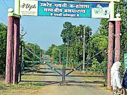 After the death of two tigers, the tourists spotted the lesson | दोन वाघांच्या मृत्यूनंतर पर्यटकांनी फिरविली पाठ