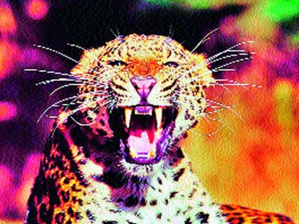 Leopard communication with calves in Sonambi | सोनांबेत बछड्यांसह बिबट्याचा संचार