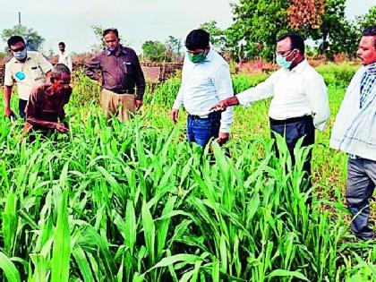 Farmers in the district are scared of locusts | जिल्ह्यातील शेतकऱ्यांना ‘टोळधाड’ची धास्ती