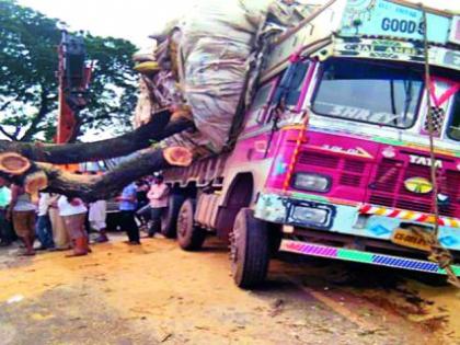 Shavali tree collapsed on the truck | बाभळीचे झाड ट्रकवर कोसळले