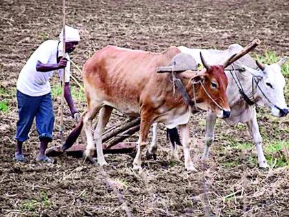 In a hot sun, farmers again in the field | तप्त उन्हात शेतकरी पुन्हा शेतात