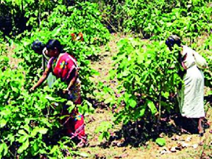 Forest Department urges citizens to be vigilant | वनविभागाचे नागरिकांना दक्षता घेण्याचे आवाहन Forest Department urges citizens to be vigilant | वनविभागाचे नागरिकांना दक्षता घेण्याचे आवाहन