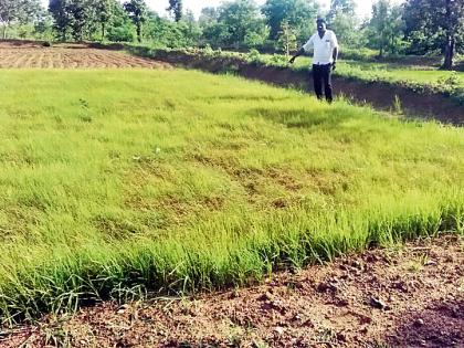 Due to the absence of rain the crops started to grow | पावसाअभावी उभे पिके करपू लागले