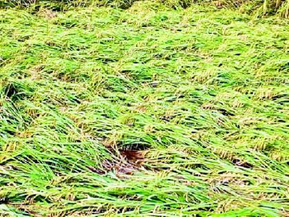 Nature's curves on the crops | पिकांवर निसर्गाची वक्रदृष्टी Nature's curves on the crops | पिकांवर निसर्गाची वक्रदृष्टी