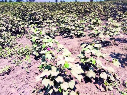 High mains on vertical crops | महामार्गाची धूळ उभ्या पिकांवर