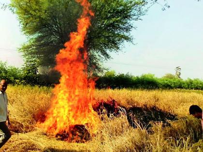 And they have their own firewood! | अन् त्यांनी स्वत:च लावली पिकांना आग !