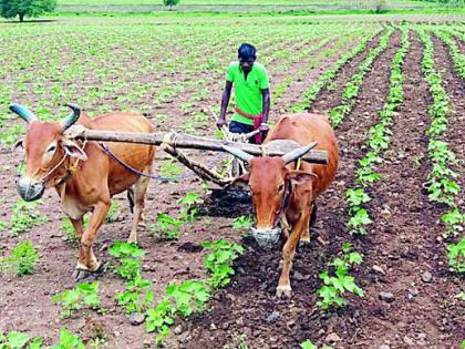 55% sowing of Kharif | खरिपाची ५५ टक्के पेरणी