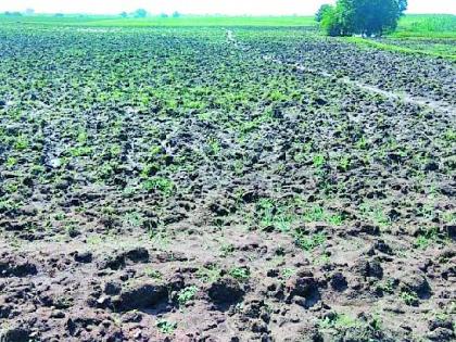 Rain delayed sowing of Rabi | पावसाने रबीची पेरणी लांबली Rain delayed sowing of Rabi | पावसाने रबीची पेरणी लांबली
