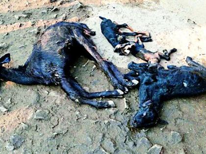 With the influence of pesticides 250 goats killed | कीटकनाशकांच्या प्रभावाने २५० शेळ्या ठार