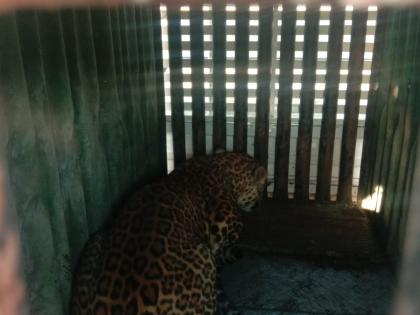 Leopards confiscated in Ghorwad Shivara | घोरवड शिवारात बिबट्या जेरबंद