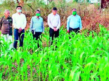 Sorghum cultivation flourished by farmers in the district | जिल्ह्यात शेतकऱ्यांनी फुलविली ज्वारीची शेती