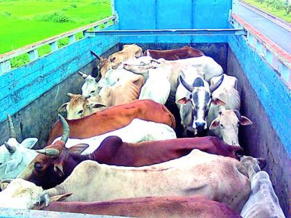 62 rescued slaughtered animals | कत्तलखान्यात जाणाऱ्या ६२ जनावरांची सुटका