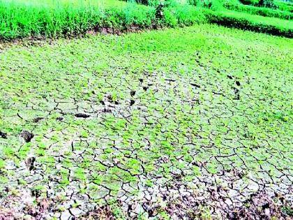 14 thousand 600 hectare area wasted due to lack of rain | पावसाअभावी १४ हजार ६०० हेक्टर क्षेत्र पडीक