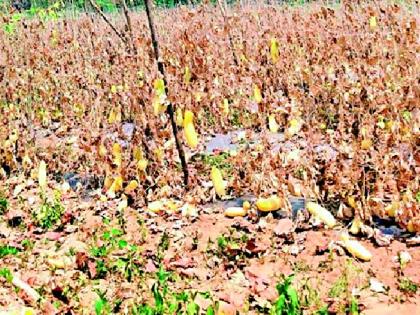 On the road producing vegetables, maize, watermelon in the district | जिल्ह्यातील भाजीपाला,मका,टरबूज उत्पादक रस्त्यावर