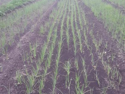 Emphasis on sowing onion seeds as there are no seedlings | रोपेच नसल्याने कांदा बियाणे पेरणीवर भर