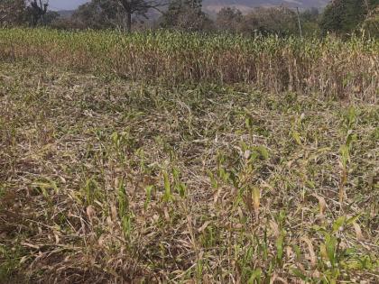 Large loss of sorghum due to infestation of ranukars in Y taluka | वाई तालुक्यात रानडुकरांच्या उपद्रवामुळे ज्वारीचे मोठे नुकसान