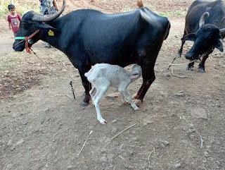 9028637585 | चर्चा तर होणारच ना; करमाळा तालुक्यात म्हशीला चक्क पांढऱ्या रंगाचे रेडकू