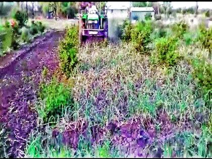 Baglan: The result of the shortage of water resulted in the tractor rotated in the crop | बागलाण : पाणी कमी पडू लागल्याचा परिणाम कांदा पिकात फिरवला ट्रॅक्टर